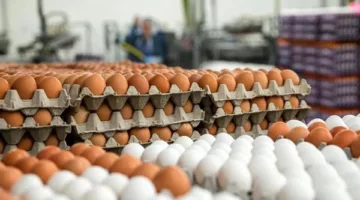 اليوم الاثنين.. تعرف على أسعار البيض والكتاكيت في الإسكندرية