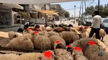 انخفاض الطلب على شراء أضاحي العيد نتيجة للحمى النزفية وارتفاع الأسعار!