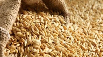 أسعار الأرز الشعير للطن اليوم، الاثنين 2 يونيو