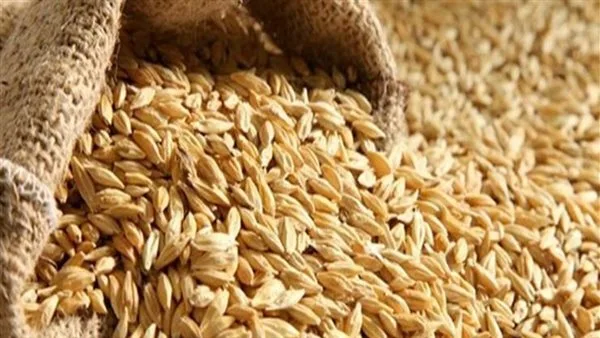 أسعار الأرز الشعير للطن اليوم، الاثنين 2 يونيو