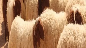 طرق توزيع لحوم الأضحية وتفاصيل تقسيمها.. الفتوى توضح