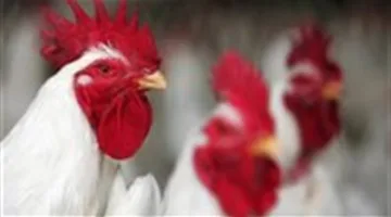 أزمة نفوق الطيور الداجنة: أسباب وحلول مخفية لدعم هذه الصناعة