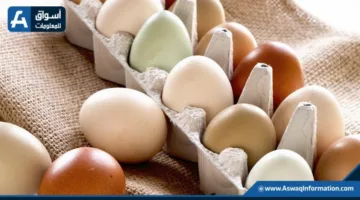 انخفاض أسعار البيض في المزرعة اليوم الإثنين.. ما هو السعر الحالي؟