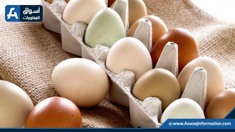 انخفاض أسعار البيض في المزرعة اليوم الإثنين.. ما هو السعر الحالي؟