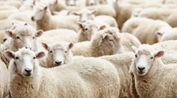 هل من الجائز أخذ قرض لشراء أضحية عيد الأضحى 2025؟.. فتوى الإفتاء توضح