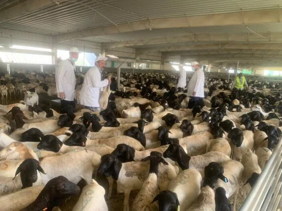 وزير الزراعة يراقب نشاط البعثة البيطرية المصرية المسؤولة عن الإشراف على الهدي والأضاحي في السعودية وزير الزراعة يراقب نشاط البعثة البيطرية المصرية المسؤولة عن الإشراف على الهدي والأضاحي في السعودية
