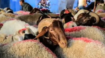 إعلان خطة توزيع لحوم الأضاحي في 60 قرية بمحافظة الغربية