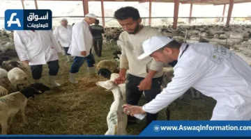 تشمل 220 طبيبًا.. وزير الزراعة يتابع أنشطة البعثة البيطرية في الأراضي المقدسة