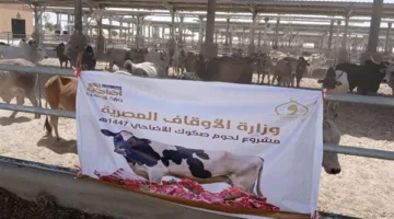 وزارة الأوقاف تستمر في استلام الأضاحي المستوردة: كل التفاصيل