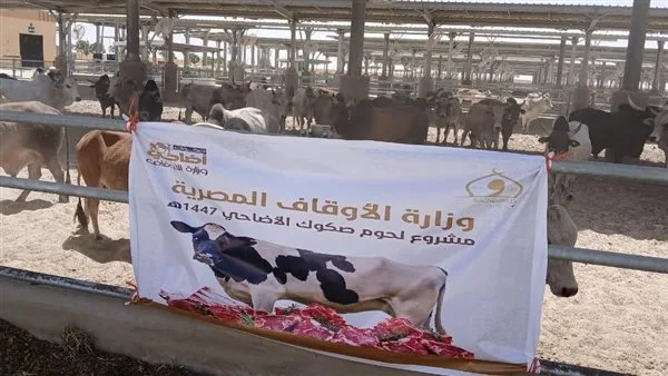 وزارة الأوقاف تستمر في استلام الأضاحي المستوردة: كل التفاصيل وزارة الأوقاف تستمر في استلام الأضاحي المستوردة: كل التفاصيل