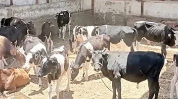 نصائح تاجر مواشي للمواطنين عند شراء الأضحية (فيديو)