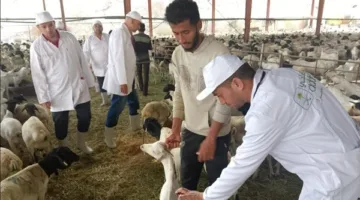 220 طبيبًا بيطريًا.. وزير الزراعة يتابع مهام البعثة المصرية للإشراف على الأضاحي والهدي في السعودية
