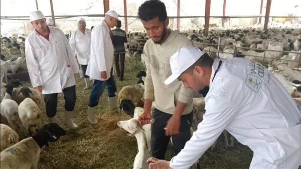 220 طبيبًا بيطريًا.. وزير الزراعة يتابع مهام البعثة المصرية للإشراف على الأضاحي والهدي في السعودية 220 طبيبًا بيطريًا.. وزير الزراعة يتابع مهام البعثة المصرية للإشراف على الأضاحي والهدي في السعودية