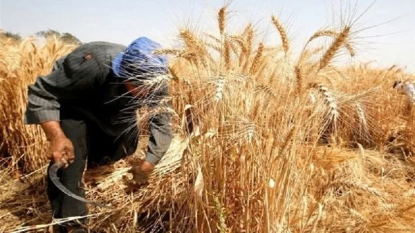 وزير الزراعة: تسليم 4 ملايين طن من القمح ونسعى لتحقيق الاكتفاء الذاتي