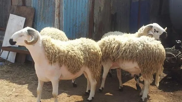 حكم ذبح عدة أضاحي في منزل واحد.. الأزهر للفتوى يوضح