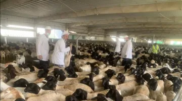 مصر ترسل 220 طبيبًا بيطريًا إلى السعودية لمتابعة عمليات ذبح الأضاحي