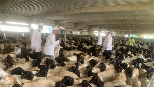مصر ترسل 220 طبيبًا بيطريًا إلى السعودية لمتابعة عمليات ذبح الأضاحي