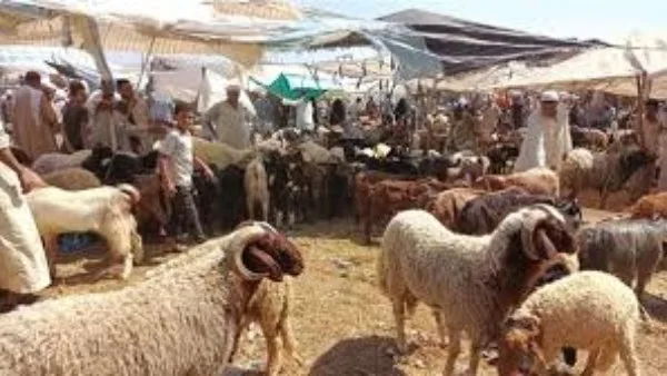 التنمية المحلية: قواعد مشددة لذبح الأضاحي تحضيرًا لعيد الأضحى