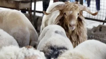 عيد الأضحى 2025 يقترب.. أسعار المواشي بما في ذلك الأبقار والأغنام والماعز في مصر