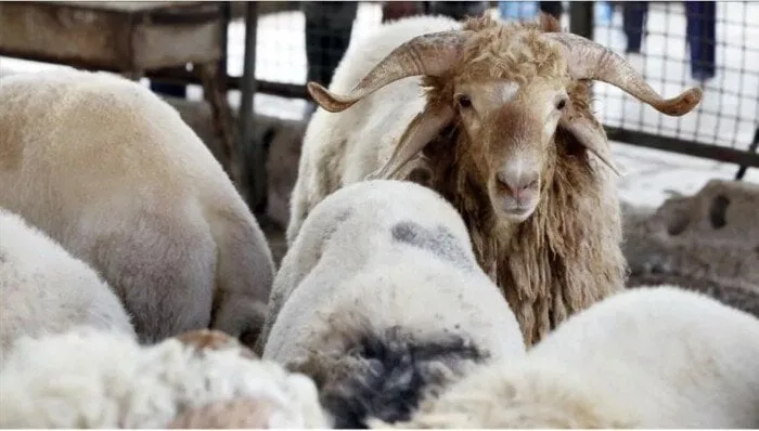 عيد الأضحى 2025 يقترب.. أسعار المواشي بما في ذلك الأبقار والأغنام والماعز في مصر عيد الأضحى 2025 يقترب.. أسعار المواشي بما في ذلك الأبقار والأغنام والماعز في مصر