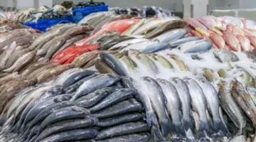 أسعار الأسماك اليوم الثلاثاء في الغربية: تكلفة البلطي والبوري والمكرونة