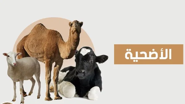 ما هو النوع الأفضل من الأنعام للأضحية؟.. رد الإفتاء ما هو النوع الأفضل من الأنعام للأضحية؟.. رد الإفتاء