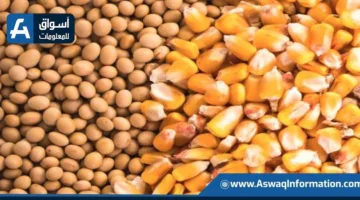 شركة استشارية تعيد تقييم توقعاتها لإنتاج الذرة وفول الصويا في البرازيل