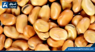 سعر الفول اليوم الثلاثاء لدى التجار .. كم يبلغ سعر أردب الفول البلدي؟