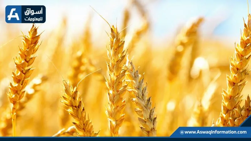 استقرار أسعار القمح الروسي مع بدء تسويق المحصول الجديد استقرار أسعار القمح الروسي مع بدء تسويق المحصول الجديد