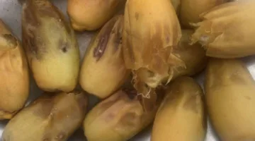 ظهور أولى ثمار الرطب في نخل رنية