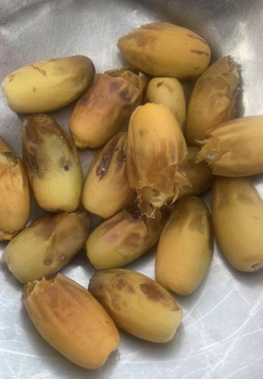 ظهور أولى ثمار الرطب في نخل رنية ظهور أولى ثمار الرطب في نخل رنية