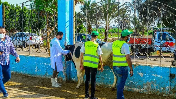 أورمان الشرقية تهدف إلى توزيع اللحوم على 41 قرية بمناسبة عيد الأضحى أورمان الشرقية تهدف إلى توزيع اللحوم على 41 قرية بمناسبة عيد الأضحى