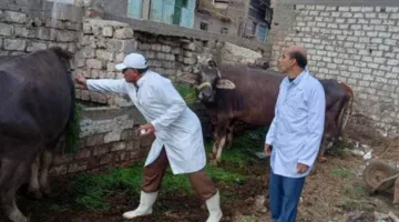 استكشف تجهيزات طب البيطرة في البحيرة لعيد الأضحى المبارك