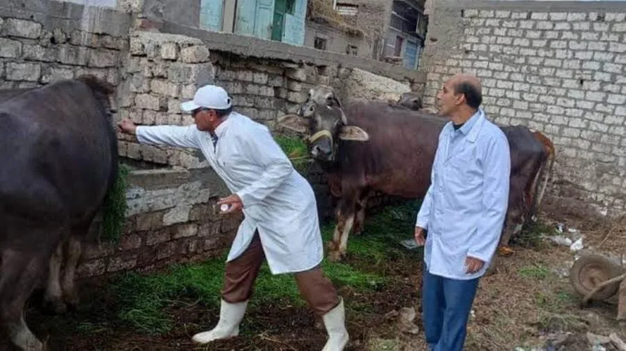 استكشف تجهيزات طب البيطرة في البحيرة لعيد الأضحى المبارك