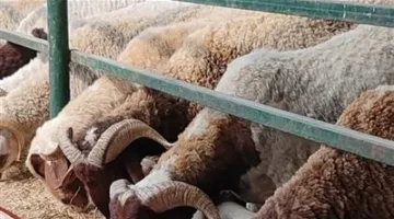 تحت استعدادات الحكومة للاحتفال بعيد الأضحى.. جهود شاملة لتأمين الأضاحي واللحوم بأسعار معقولة