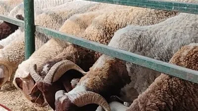 تحت استعدادات الحكومة للاحتفال بعيد الأضحى.. جهود شاملة لتأمين الأضاحي واللحوم بأسعار معقولة تحت استعدادات الحكومة للاحتفال بعيد الأضحى.. جهود شاملة لتأمين الأضاحي واللحوم بأسعار معقولة