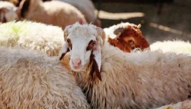 مع اقتراب عيد الأضحى.. كيف نتأكد من سلامة لحوم الأضاحي؟ مع اقتراب عيد الأضحى.. كيف نتأكد من سلامة لحوم الأضاحي؟