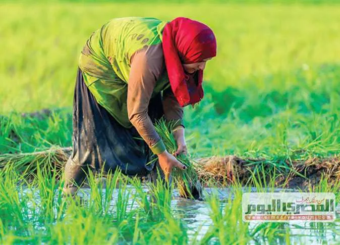 ما هو سعر الكيلو من الأرز الأبيض؟.. أسعار الأرز اليوم الثلاثاء 3 يونيو 2025 في الأسواق وقائمة الأسعار للسلع. ما هو سعر الكيلو من الأرز الأبيض؟.. أسعار الأرز اليوم الثلاثاء 3 يونيو 2025 في الأسواق وقائمة الأسعار للسلع.