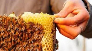 «نحالون عرب» يحذرون من الاتجاهات الخاطئة: الاعتداء على العسل المصري يعرض صناعة محلية للخطر