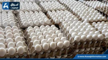 أسعار البيض اليوم الثلاثاء في المزرعة.. ما هي قيمتها؟