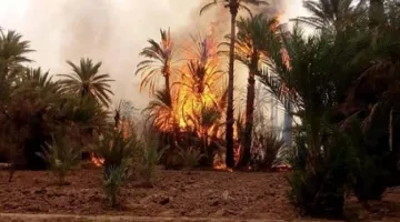 اندلاع نار في بستان نخيل بجنوب شرق المغرب