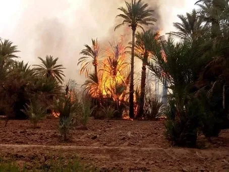 اندلاع نار في بستان نخيل بجنوب شرق المغرب اندلاع نار في بستان نخيل بجنوب شرق المغرب