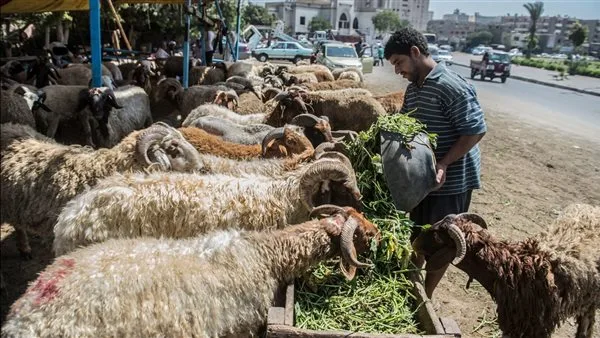 توجيهات الأضحية: 11 نصيحة لاقتناء خروف العيد توجيهات الأضحية: 11 نصيحة لاقتناء خروف العيد