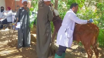 الزراعة في جميع أنحاء مصر: حملات بيطرية وإزالة المخالفات وتجهيزات للاحتفال بعيد الأضحى