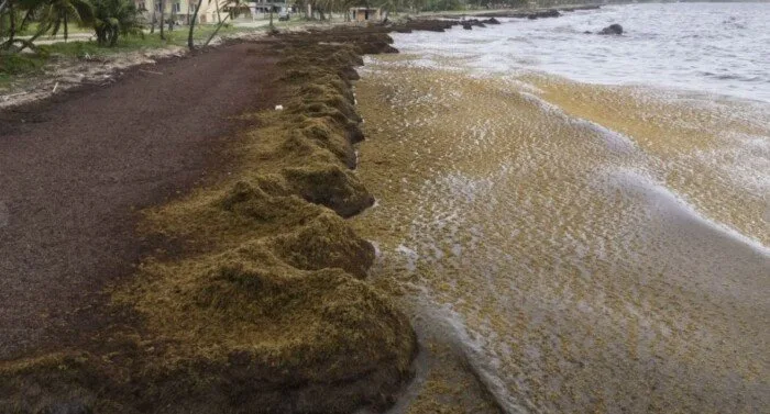 حجم غير مسبوق من الأعشاب البحرية يجتاح البحر الكاريبي والمناطق المحيطة في شهر مايو حجم غير مسبوق من الأعشاب البحرية يجتاح البحر الكاريبي والمناطق المحيطة في شهر مايو