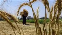 عاجل.. وزير التموين: احتياطي القمح في مصر آمن ويكفي لأكثر من 6 أشهر ونصف. عاجل.. وزير التموين: احتياطي القمح في مصر آمن ويكفي لأكثر من 6 أشهر ونصف.