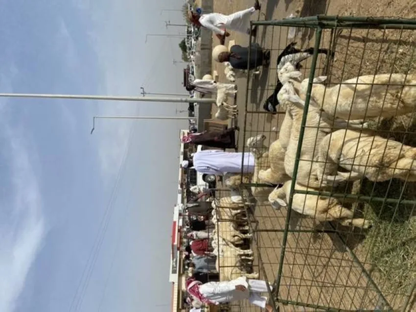 زيادة الطلب وشركات التقسيط ترفع أسعار الأضاحي بنسبة 15% زيادة الطلب وشركات التقسيط ترفع أسعار الأضاحي بنسبة 15%