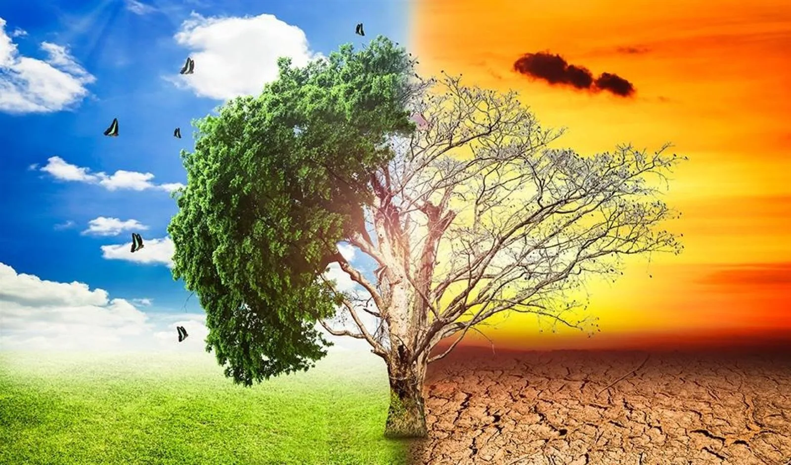 أستاذ في نظم علوم الأرض: التغيرات المناخية أدت إلى اضطراب في النظام البيئي للأرض. أستاذ في نظم علوم الأرض: التغيرات المناخية أدت إلى اضطراب في النظام البيئي للأرض.