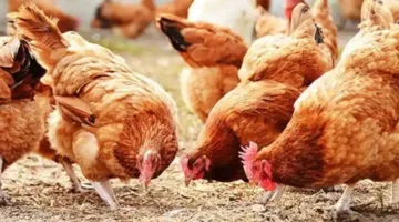 أسعار الدواجن والبيض اليوم الثلاثاء 3 يونيو 2025