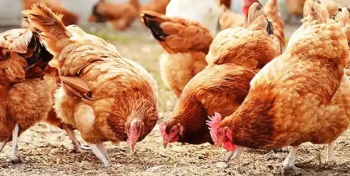 أسعار الدواجن والبيض اليوم الثلاثاء 3 يونيو 2025 أسعار الدواجن والبيض اليوم الثلاثاء 3 يونيو 2025